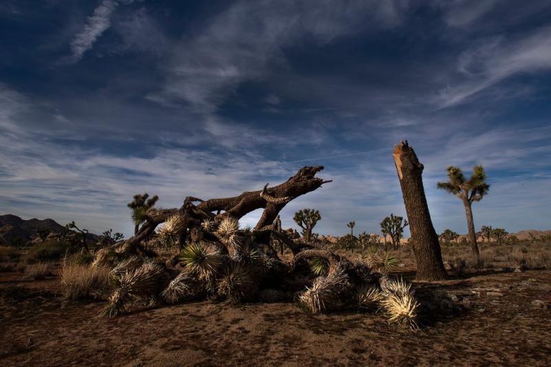 National park visitors cut down protected Joshua trees during Trump's  government shutdown