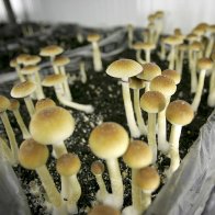 Denver voters to weigh decriminalization of magic mushrooms