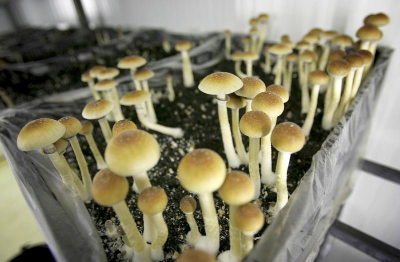 Denver voters to weigh decriminalization of magic mushrooms