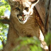 Trail runner who choked Colorado cougar to death 'used hands, feet,' wildlife official tells TV station 