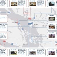 The human feet that routinely wash ashore in the Pacific Northwest, explained 