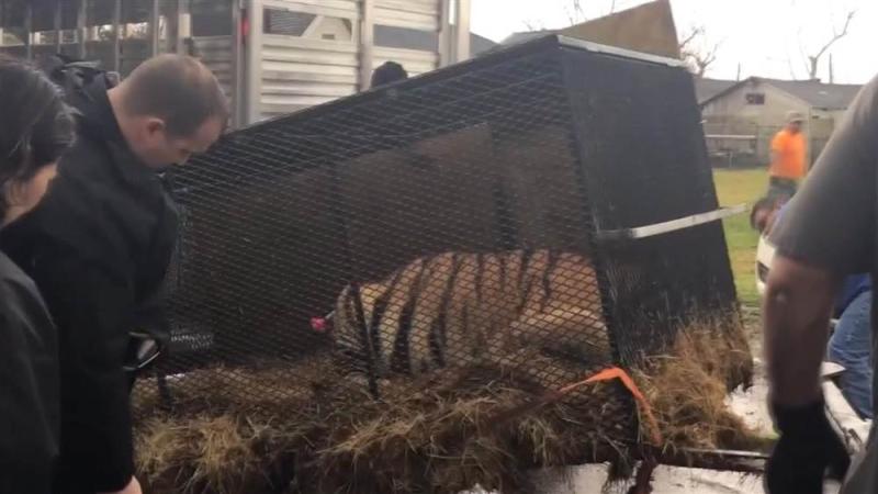 Texas man enters abandoned home to smoke weed, finds tiger instead