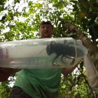 World's largest bee, once feared extinct, rediscovered in Indonesia