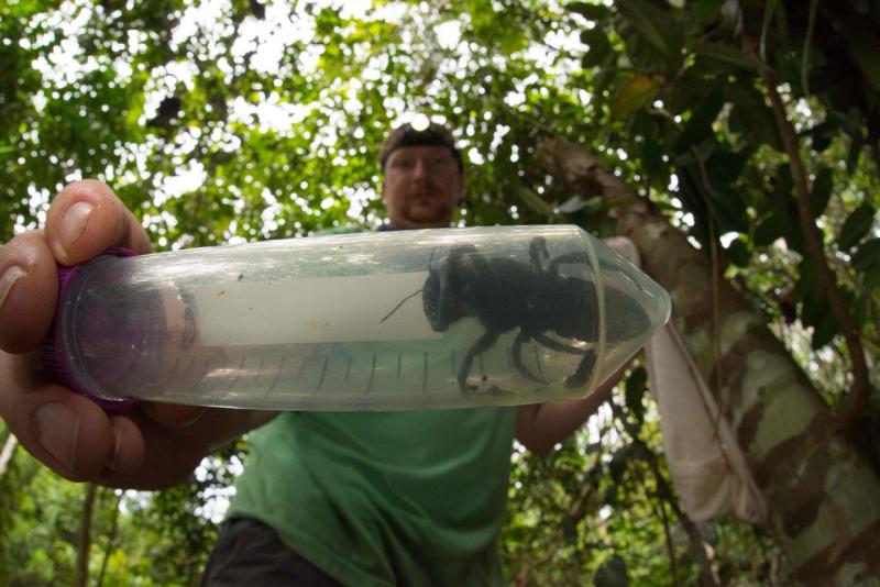 World's largest bee, once feared extinct, rediscovered in Indonesia