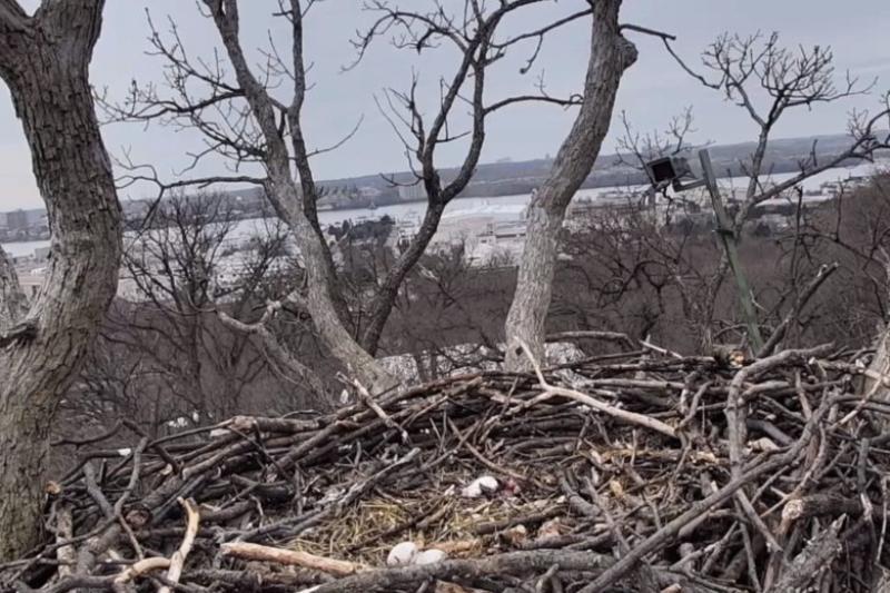 More Eagle Cam Drama: Liberty abandons eggs, takes up with yet another male suitor