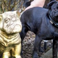 In Germany, Family Pug Seized And Sold On EBay To Cover Unpaid Debts