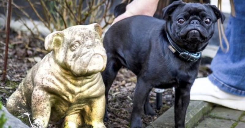 In Germany, Family Pug Seized And Sold On EBay To Cover Unpaid Debts