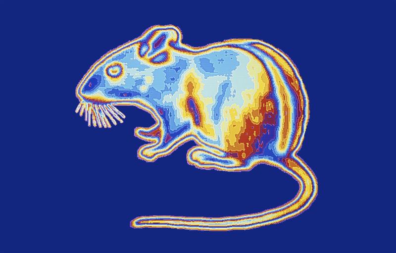 Scientists create super-mice that can see in the dark. Here's what that means for humans.