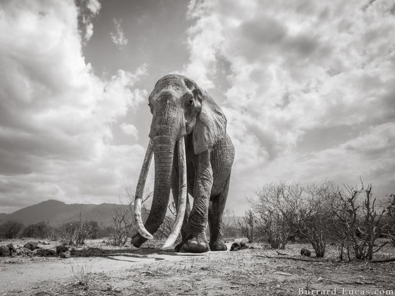 A photographer captured the last images of Kenya's 'elephant queen' just before her death