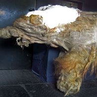 Cells from a 28,000-year-old woolly mammoth have been 'revived'