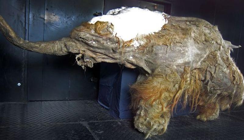 Cells from a 28,000-year-old woolly mammoth have been 'revived'