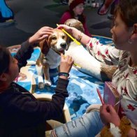 California science exhibit explains the dog-human friendship