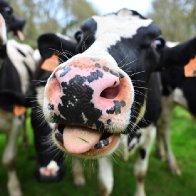 'Cow toilets' in Netherlands aim to cut e-moo-ssions