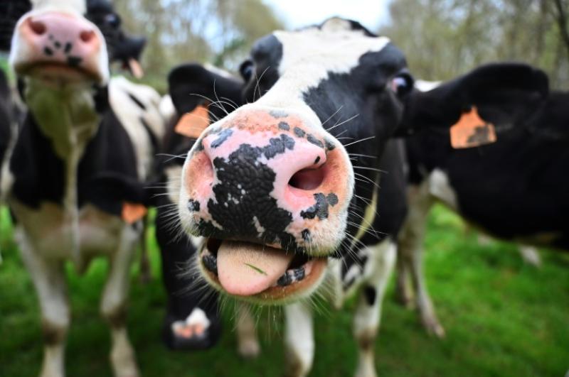 'Cow toilets' in Netherlands aim to cut e-moo-ssions
