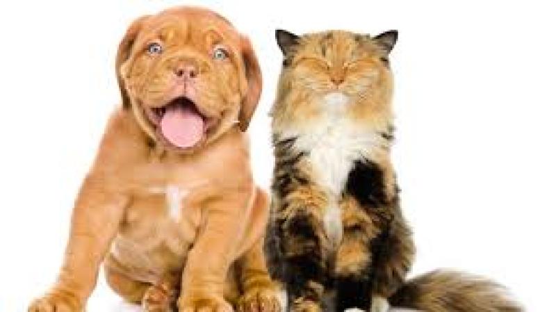 Dog owners are much happier than cat owners, survey finds