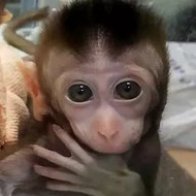 Scientists added human brain genes to monkeys. Yes, it’s as scary as it sounds.