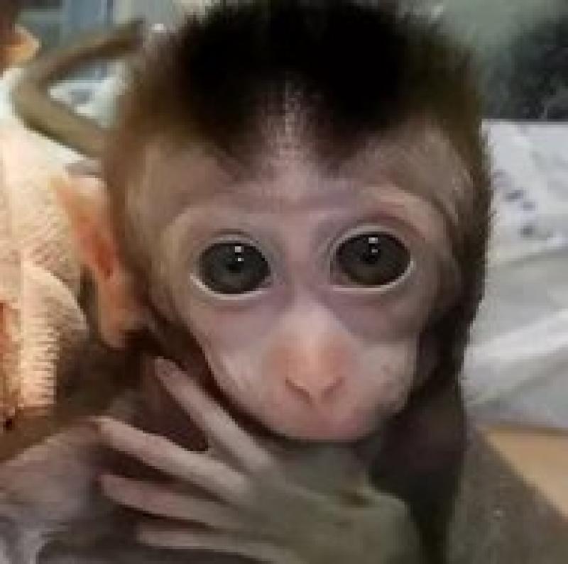Scientists added human brain genes to monkeys. Yes, it’s as scary as it sounds.
