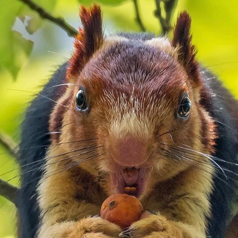 Yes, Giant Technicolor Squirrels Actually Roam the Forests of Southern India
