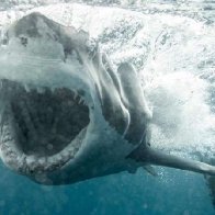 Great white sharks are afraid of orcas, study finds