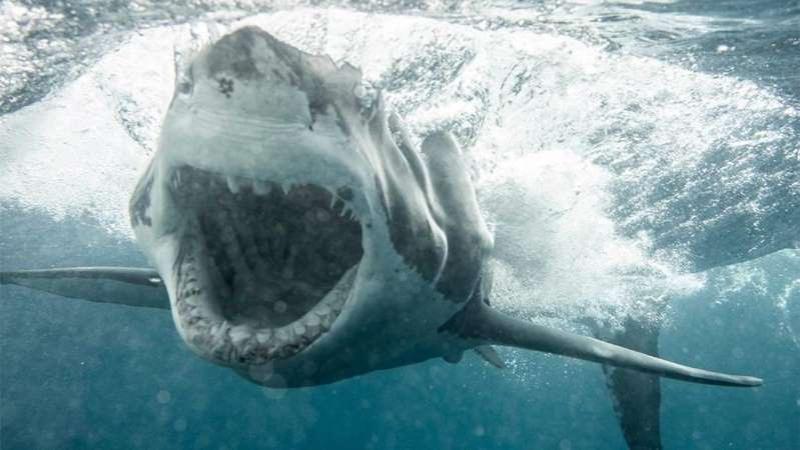 Great white sharks are afraid of orcas, study finds