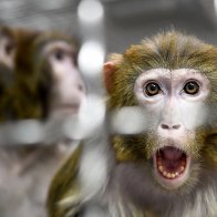  Chinese scientists insert human brain gene into monkeys, spark ethical debate