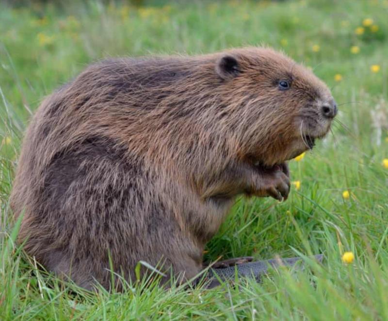 Country diary: that Darth Vader soundalike is one ungrateful beaver 