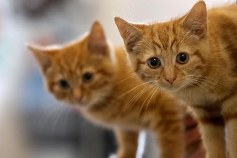 Australia is trying to kill its cat population by dropping poisonous sausages from planes