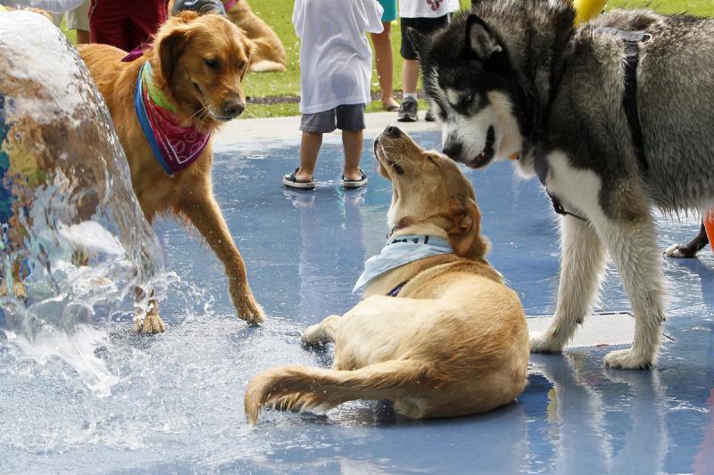  The mistakes people make at the dog park that put their pet at risk