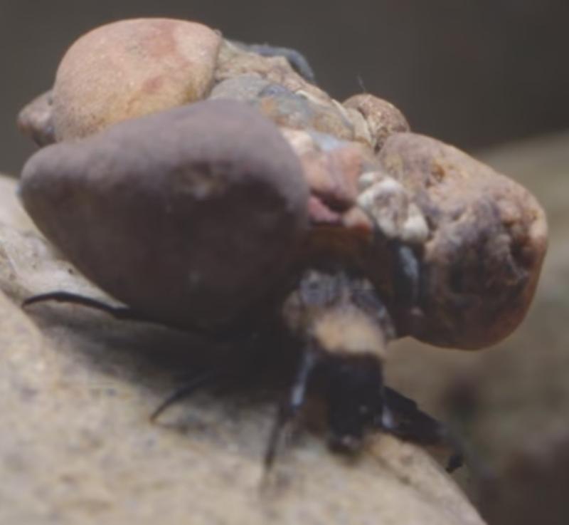 When life is but a stream, insects need something extra-sticky to survive 