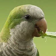 Feral Parrots Are Taking Over America