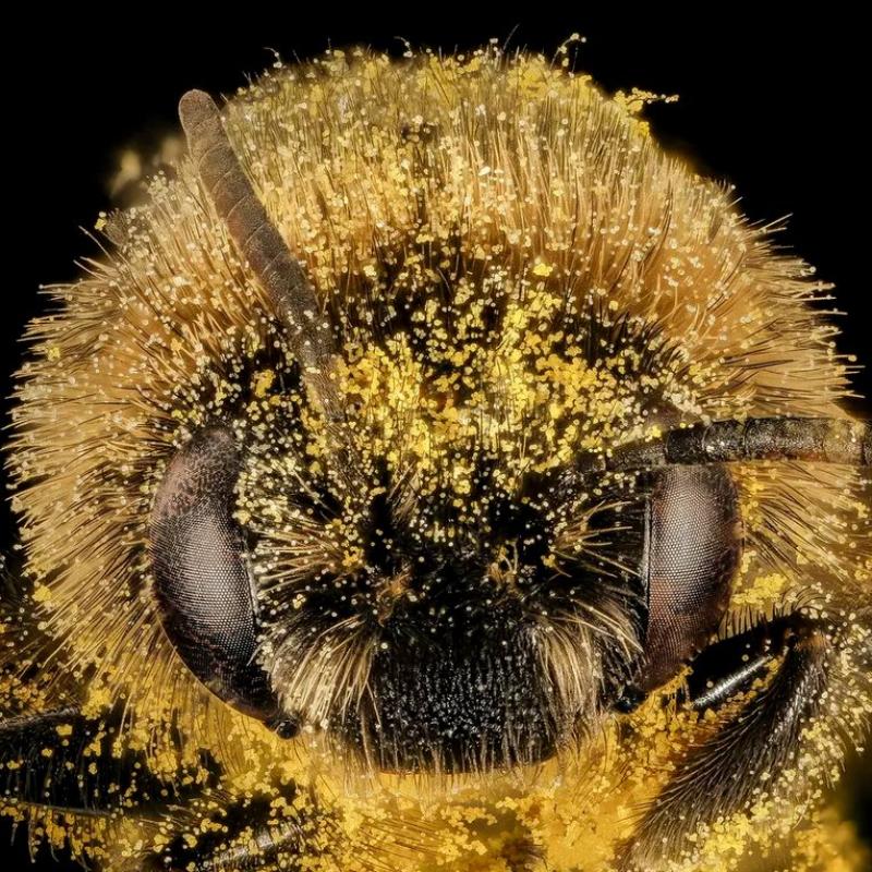 20 photos of bees that will make you say, “Damn, bees are beautiful”