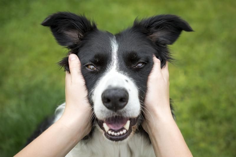 Dogs owners feeling long-term stress can transfer it to their dogs, science shows