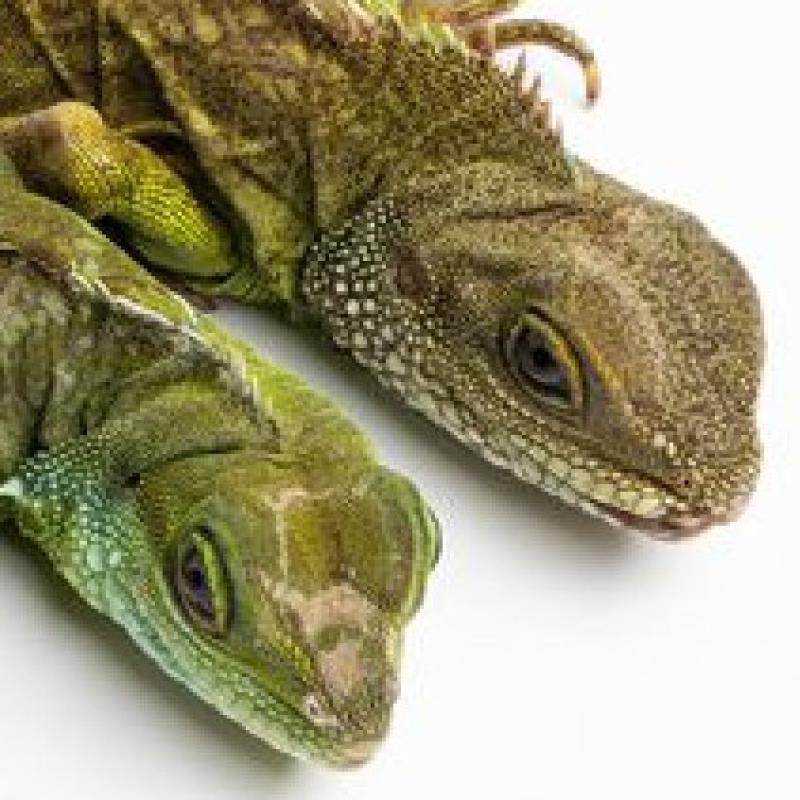 The National Zoo’s Female Asian Water Dragon Successfully Reproduced Without a Male