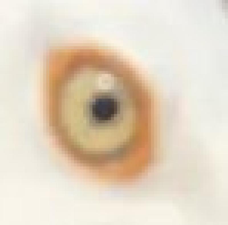 Seagull photobombs professor's food porn moment 