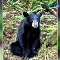 Black bear killed for getting too friendly with humans