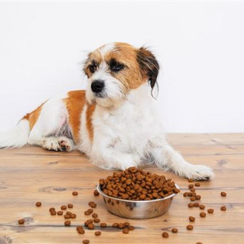  After FDA warning about grain-free pet food, what's safe to feed our pets?