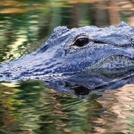 If you flush drugs down the toilet, you could be creating 'meth gators,' cops say