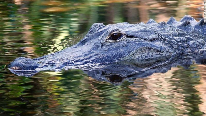 If you flush drugs down the toilet, you could be creating 'meth gators,' cops say