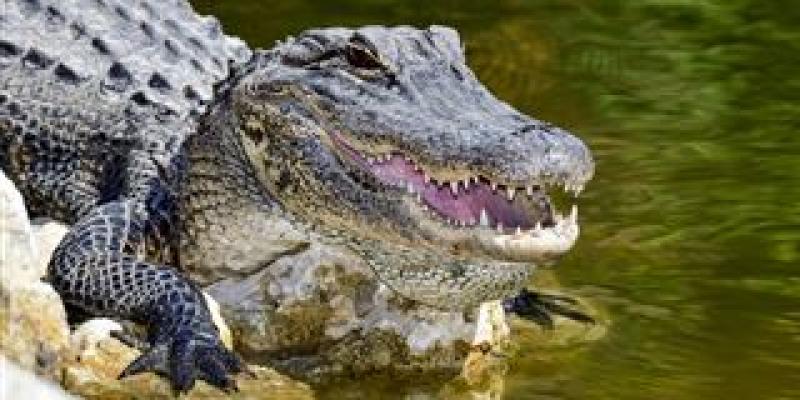 Meth-gators aren't real, Tennessee police department says after viral Facebook post
