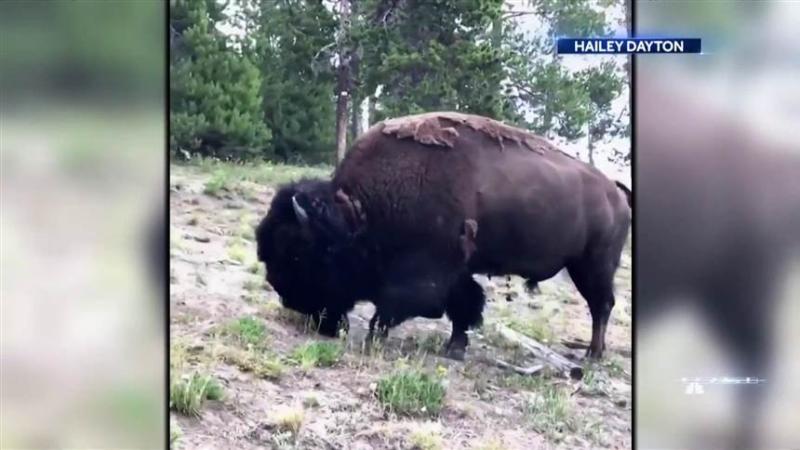9-year-old girl thrown in the air after Yellowstone bison attacks