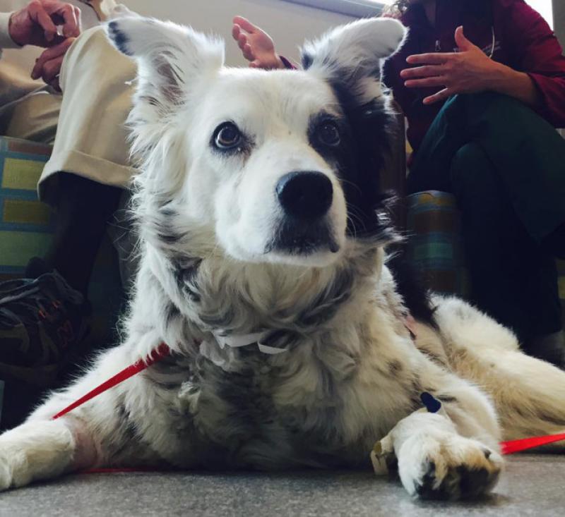 Chaser, the ‘world’s smartest dog,’ dies at 15