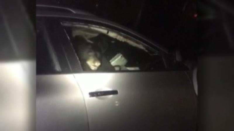 'How does it even happen?': Bear locks itself in car, sets off alarm outside B.C. home