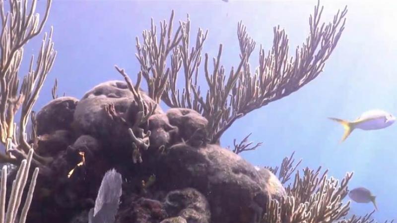 What’s killing coral in the Florida Keys? Scientists say it’s more than just rising temperatures