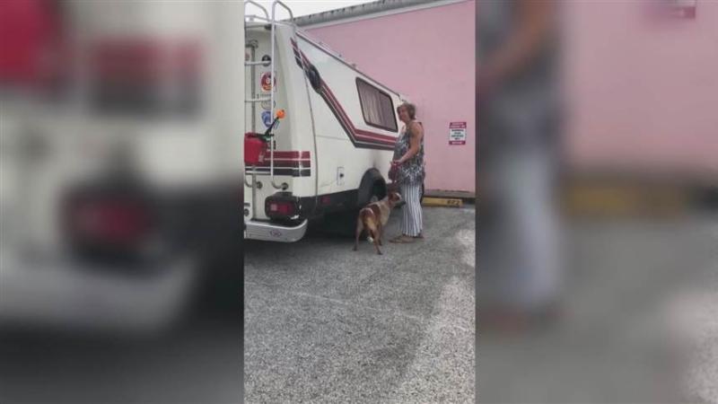 Woman arrested after allegedly kicking dog in viral video