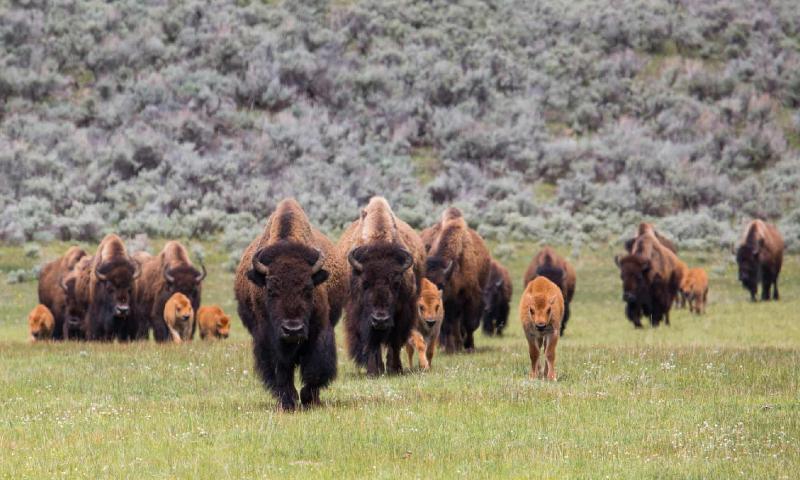 How Native American tribes are bringing back the bison from brink of extinction