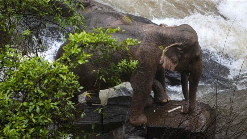 Six elephants die at Thai waterfall after some tried to save calf that fell