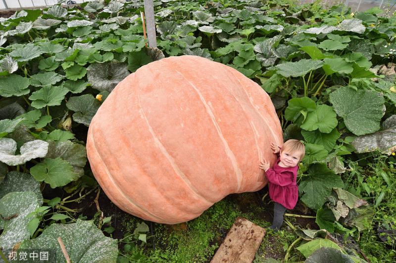Giant vegetables crop up and win awards