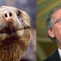 Petition: Expose Mitch McConnell as a Turtle