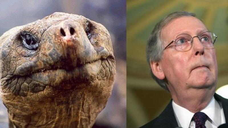 Petition: Expose Mitch McConnell as a Turtle