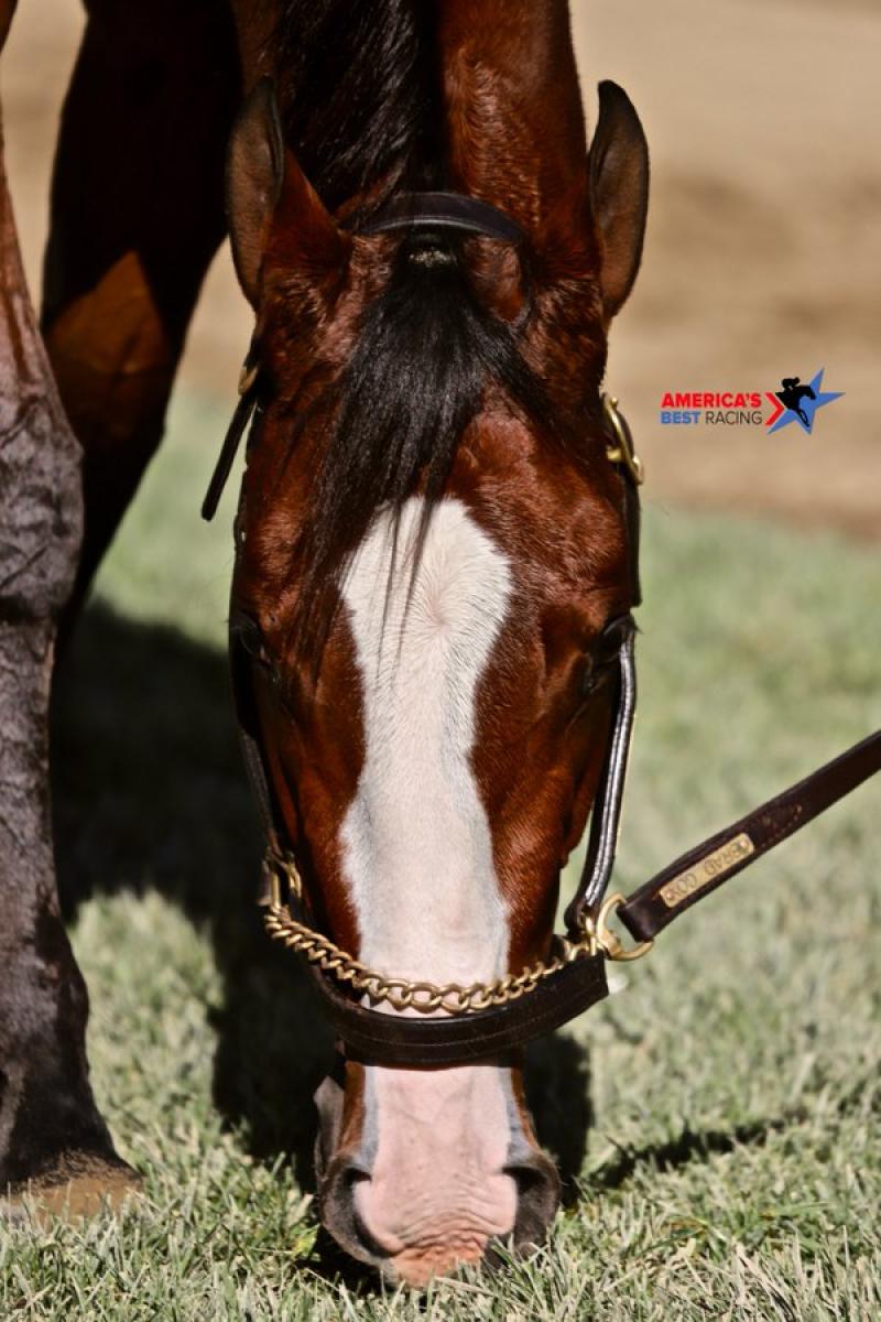 Breeders' Cup horse named 'Covfefe' wins $1M race